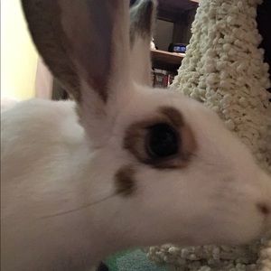 Meet your Posher, Dana